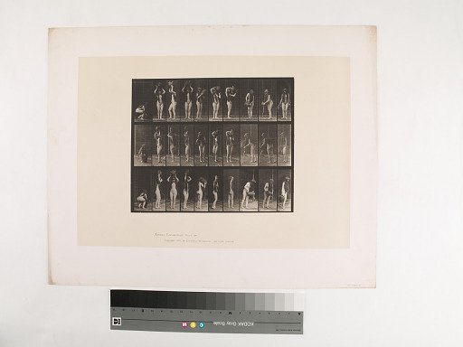 Animal Locomotion. Plate 500.