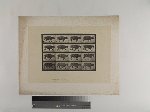 Animal Locomotion. Plate 672.