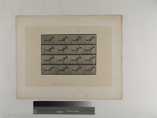 Animal Locomotion. Plate 676.