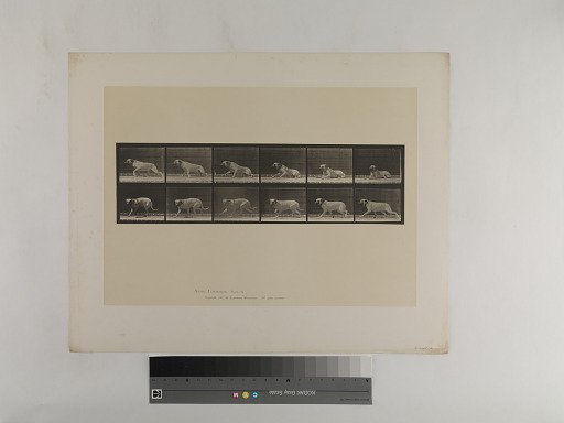 Animal Locomotion. Plate 714.