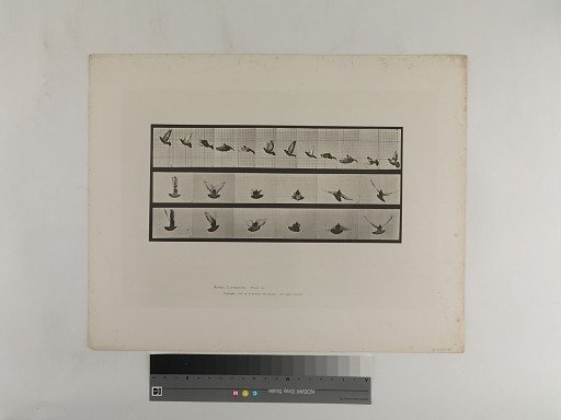 Animal Locomotion. Plate 755.