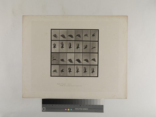 Animal Locomotion. Plate 765.