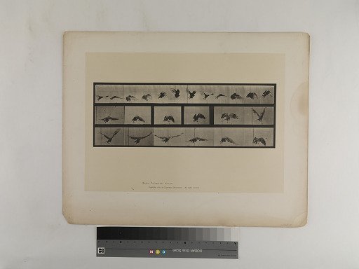 Animal Locomotion. Plate 768.