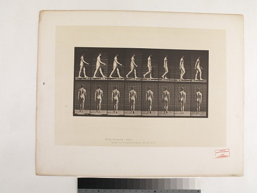 "Animal Locomotion. Plate 8."; Male, Walking