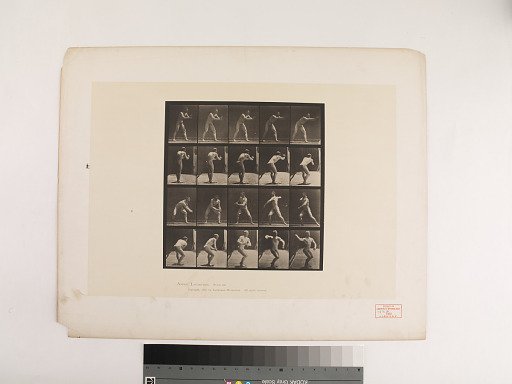 Animal Locomotion. Plate 282.
