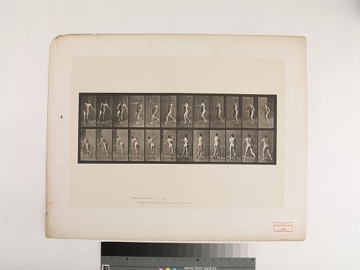 Animal Locomotion. Plate 290.