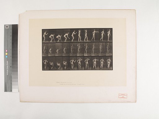 Animal Locomotion. Plate 304.