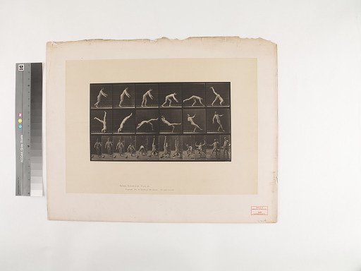 Animal Locomotion. Plate 365.