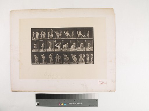 Animal Locomotion. Plate 429.