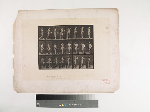 Animal Locomotion. Plate 443.