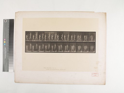 Animal Locomotion. Plate 448.