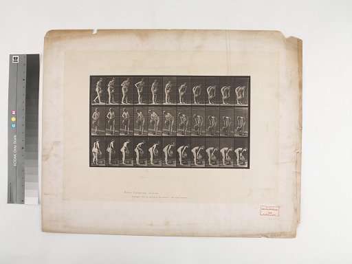 Animal Locomotion. Plate 446.