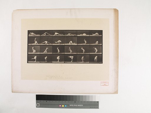 Animal Locomotion. Plate 510.