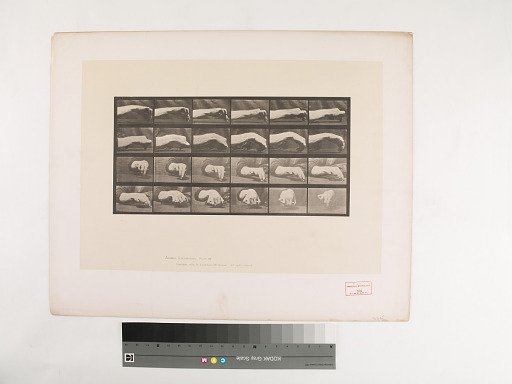 Animal Locomotion. Plate 532.