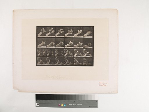 Animal Locomotion. Plate 533.