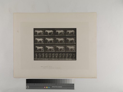 Animal Locomotion. Plate 656.