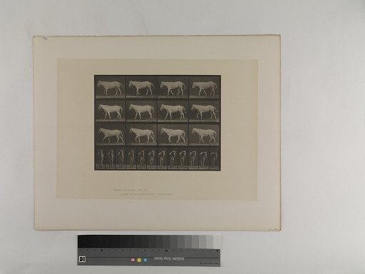 Animal Locomotion. Plate 656.