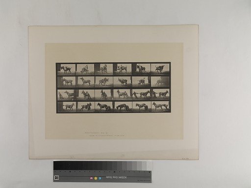 Animal Locomotion. Plate 661.