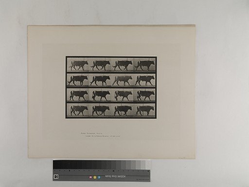 Animal Locomotion. Plate 669.