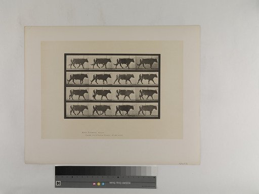 Animal Locomotion. Plate 669.