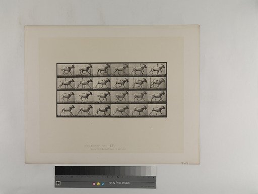 Animal Locomotion. Plate 679.