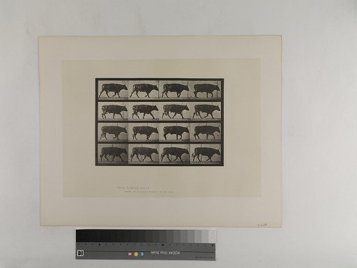 Animal Locomotion. Plate 672.