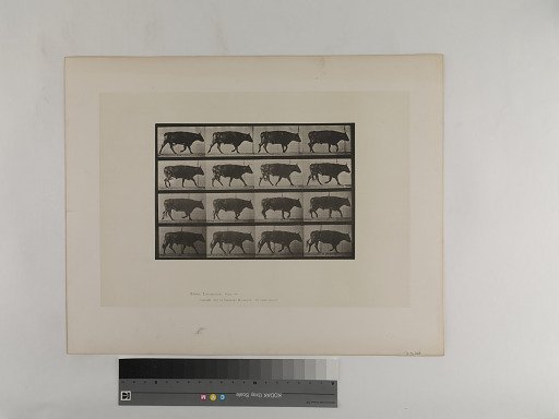 Animal Locomotion. Plate 672.