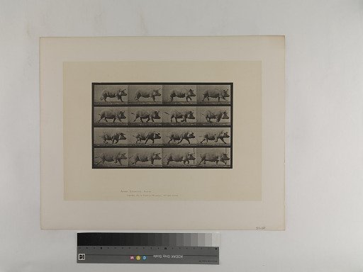 Animal Locomotion. Plate 675.