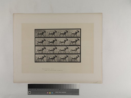 Animal Locomotion. Plate 676.