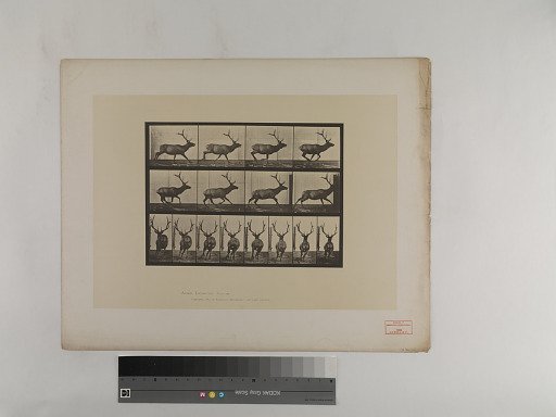 Animal Locomotion. Plate 695.