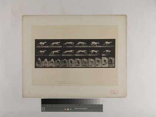 Animal Locomotion. Plate 709.