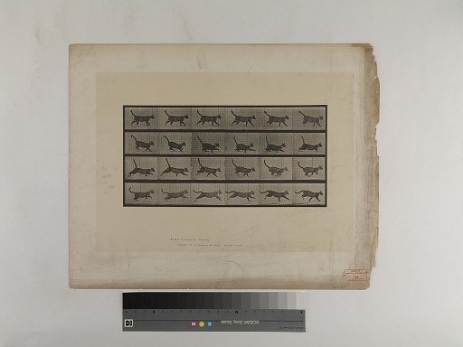 Animal Locomotion. Plate 716.