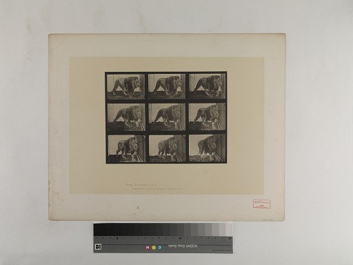 Animal Locomotion. Plate 721.