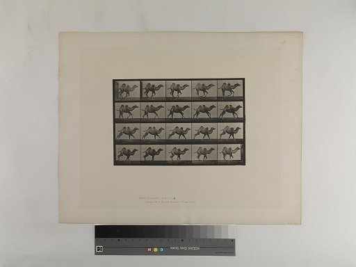 Animal Locomotion. Plate 740.
