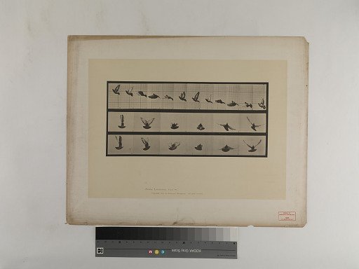 Animal Locomotion. Plate 755.