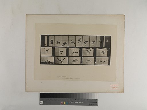 Animal Locomotion. Plate 764.