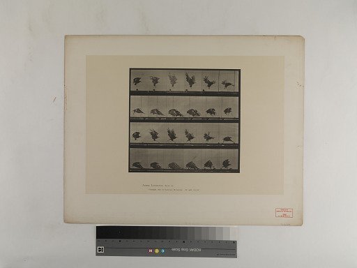 Animal Locomotion. Plate 770.