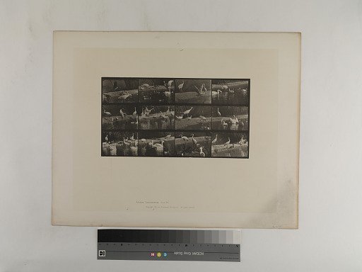 Animal Locomotion. Plate 780.