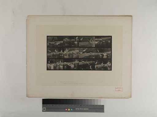 Animal Locomotion. Plate 780.