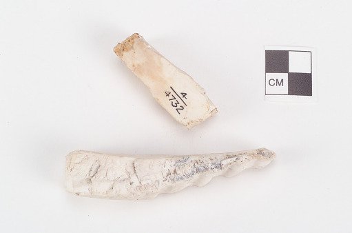 Shell