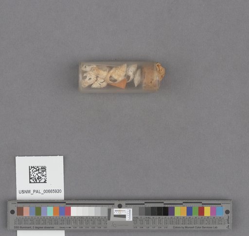 NSF ADBC EPICC TCN
