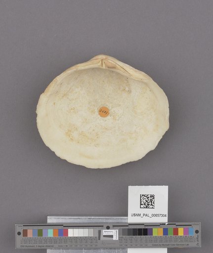 NSF ADBC EPICC TCN
