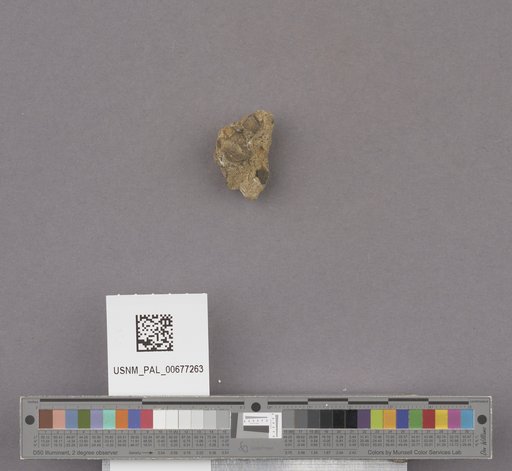 NSF ADBC EPICC TCN