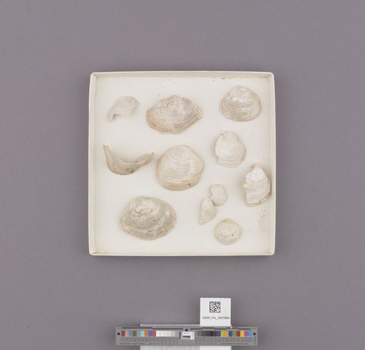 NSF ADBC EPICC TCN