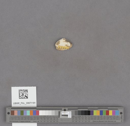 NSF ADBC EPICC TCN