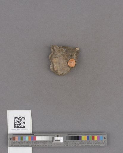 NSF ADBC EPICC TCN