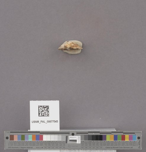 NSF ADBC EPICC TCN