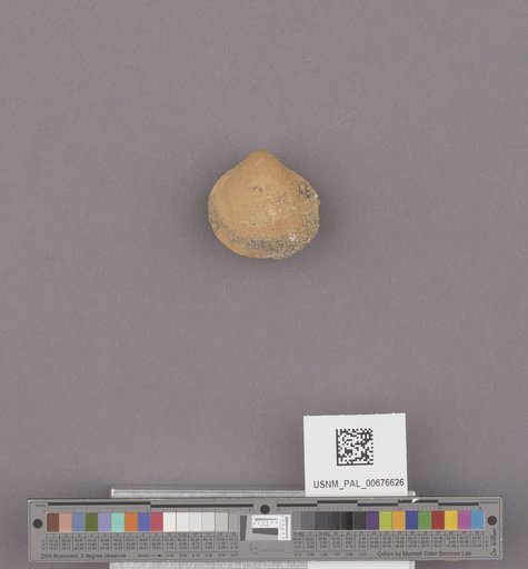 NSF ADBC EPICC TCN