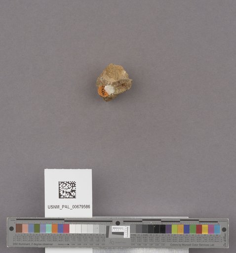 NSF ADBC EPICC TCN