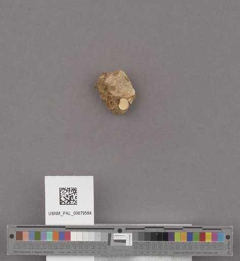 NSF ADBC EPICC TCN
